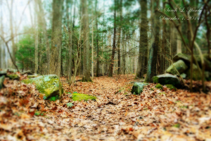 Taken while hiking in The Last Green Valley at Mashamoquet Brook State Park on December 1, 2014. This Park offers a trail system and some great geological features such as General Israel Putnam's famous Wolf Den, Table Rock and Indian Chair. The Brook is stocked with trout each spring for exciting fishing fun. The Park offers a lot more, too! Photo by S. Hamby.  