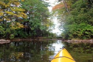 Enjoying the green while paddling Bigelow Hollow in The Last Green Valley. Photo by D. Virga.