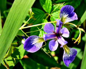 Wild Iris tamed at Baltic Reservoir in Sprague, a colorful town in The Last Green Valley.  Photo by J. Stahr.