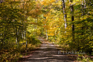 The beautiful Natchaug Forest in the Last Green Valley is especially enjoyable in the Fall. Photo by E. Linkkila.