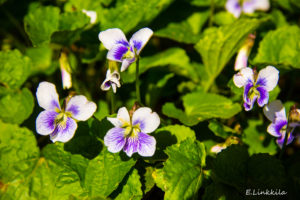 Spring welcomes violets in Willimantic and throughout The Last Green Valley. Photo by E. Linkkila.