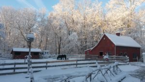 Wolf Den Farm's Friesians feel free to frolick in Brooklyn's snow. Photo by D. Kennedy.