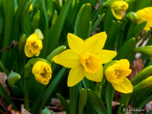 E Linkkila-first-daffodils-March 2016-Hampton