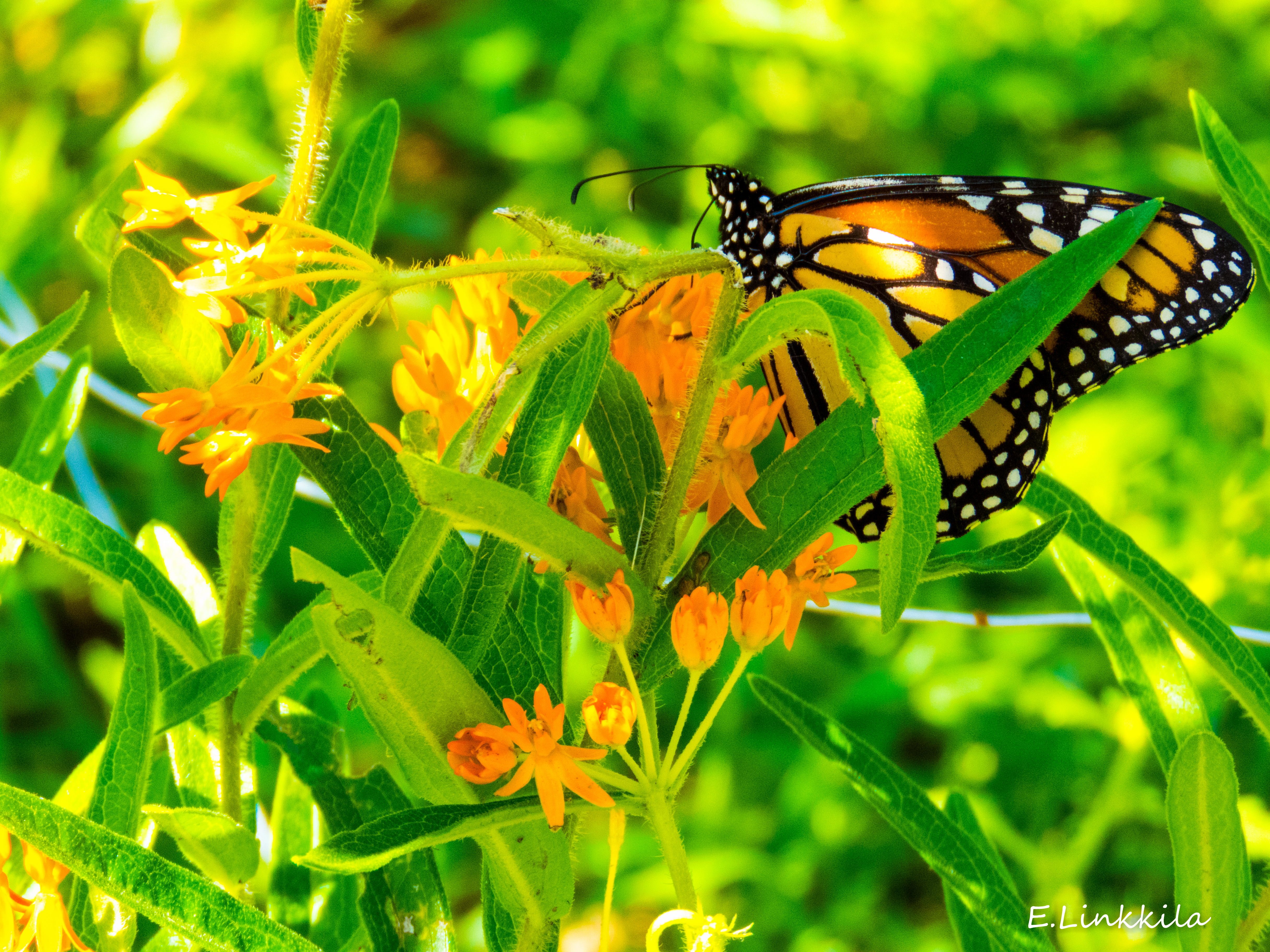 Monarch butterly enjoying milkweed in Hampton on a beautiful, sunny, day in The Last Green Valley. The monarch butterfly must have milkweed to survive. Photo by E. Linkkila. 
