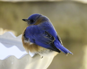 EL Bluebird in the Winter