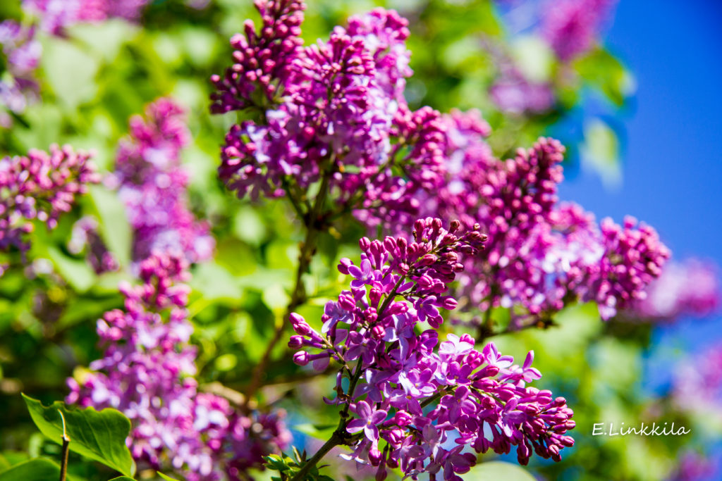 Smell the lilacs in bloom, a springtime scent-sation in The Last Green Valley National Heritage Corridor! Photo by E. Linkkila. 