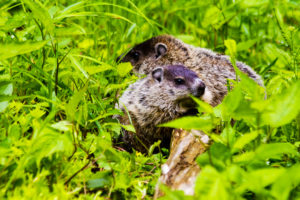 Baby woodchucks grazing and enjoying the green spring grass and clover in Hampton CT, one of the 35 towns in The Last Green Valley. Photo by E. Linkkila. 