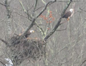 Eagles on the Shetucket River taken by Mike Nelson during the Midwinter Eagle Survey Jan. 13, 2018.