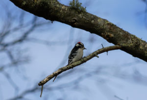 cropped woodpecker
