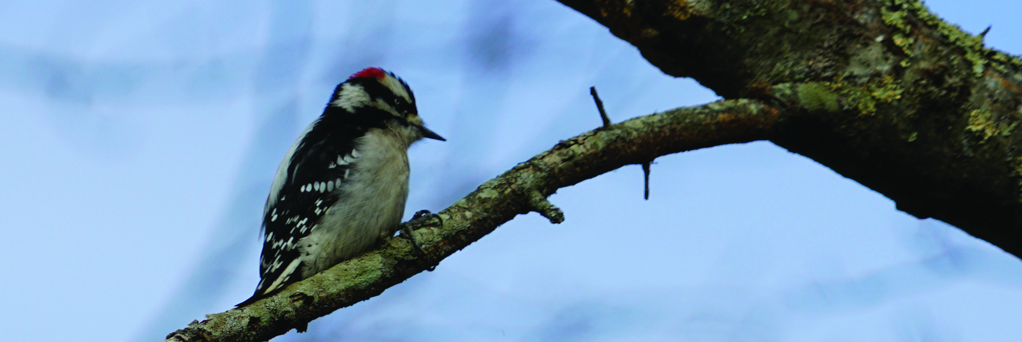 Winter Slider - Woodpecker