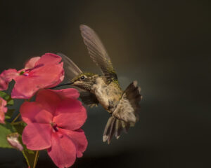 SHarraden Ruby-throated Hummingbird - cover Small