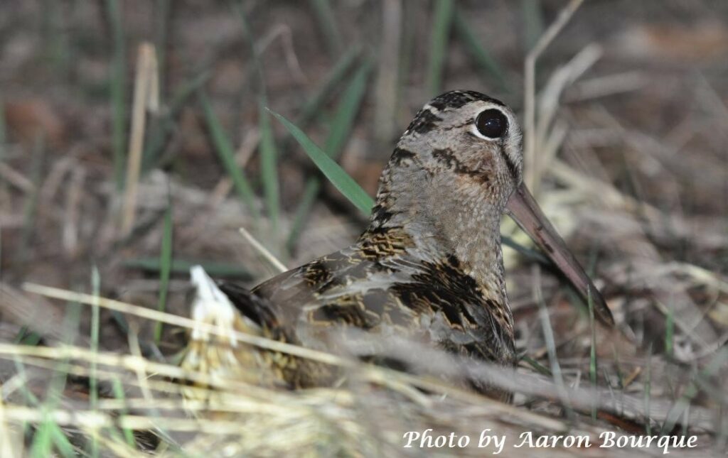Woodcock photo for news release A